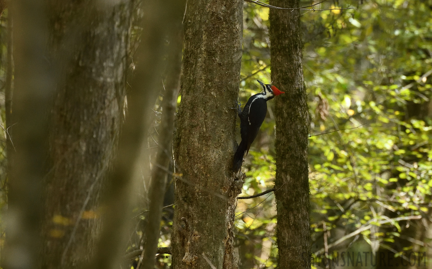 Dryocopus pileatus pileatus [400 mm, 1/320 Sek. bei f / 7.1, ISO 2500]